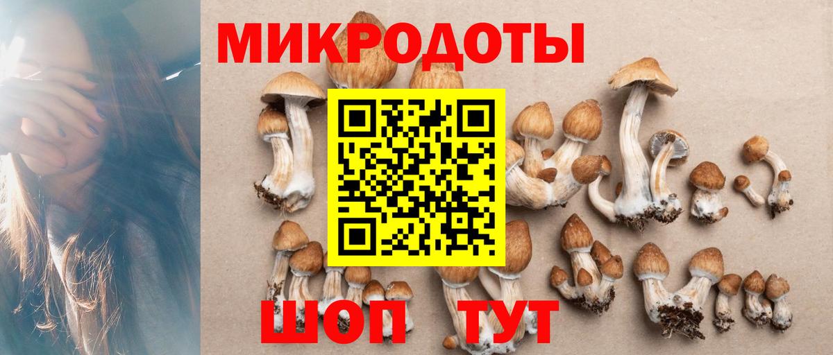 Галлюциногенные грибы Psilocybe Бердск